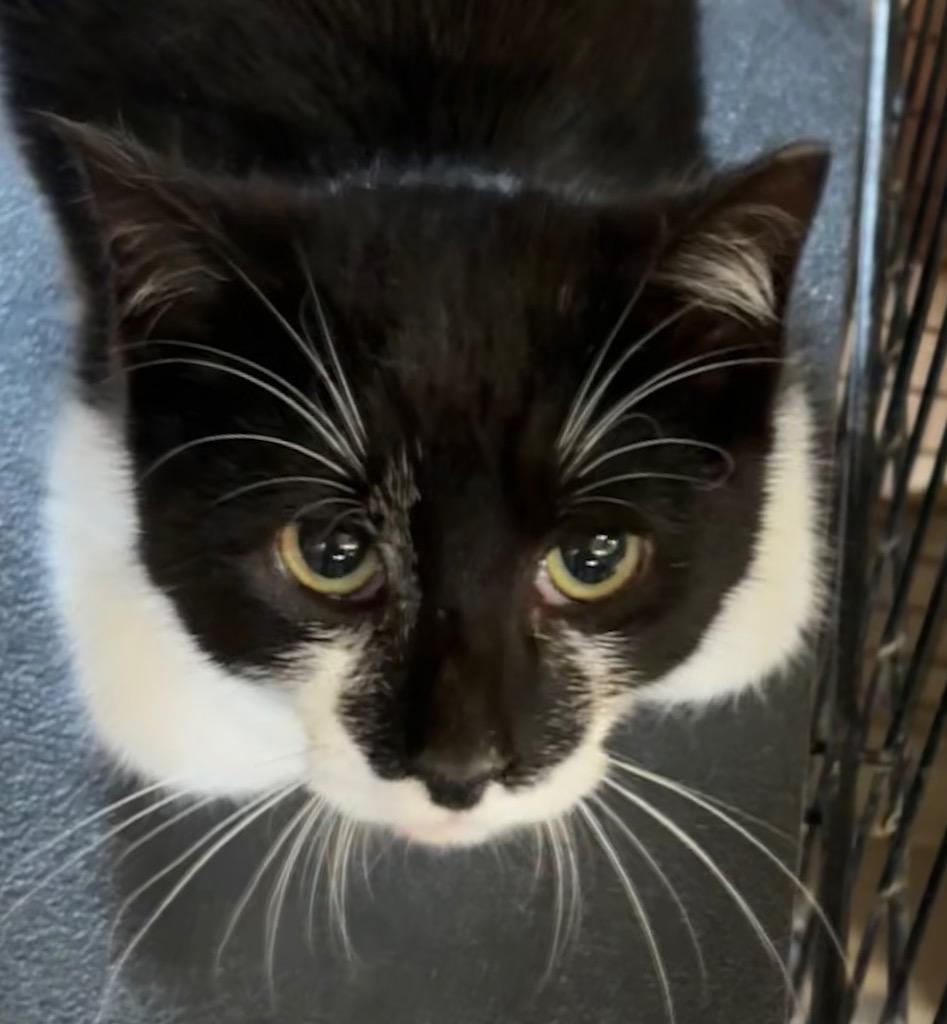 Enlarge MUNCHKIN, a Adoptable mixed breed in Elizabethton, TN image 2/2