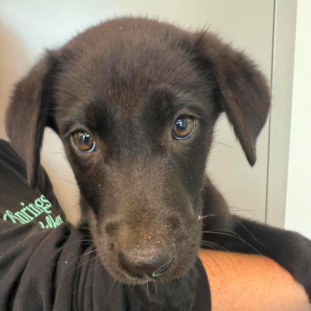 Enlarge Barkbecue, a Adoptable Mixed Breed in Sand Springs, OK image 1/1