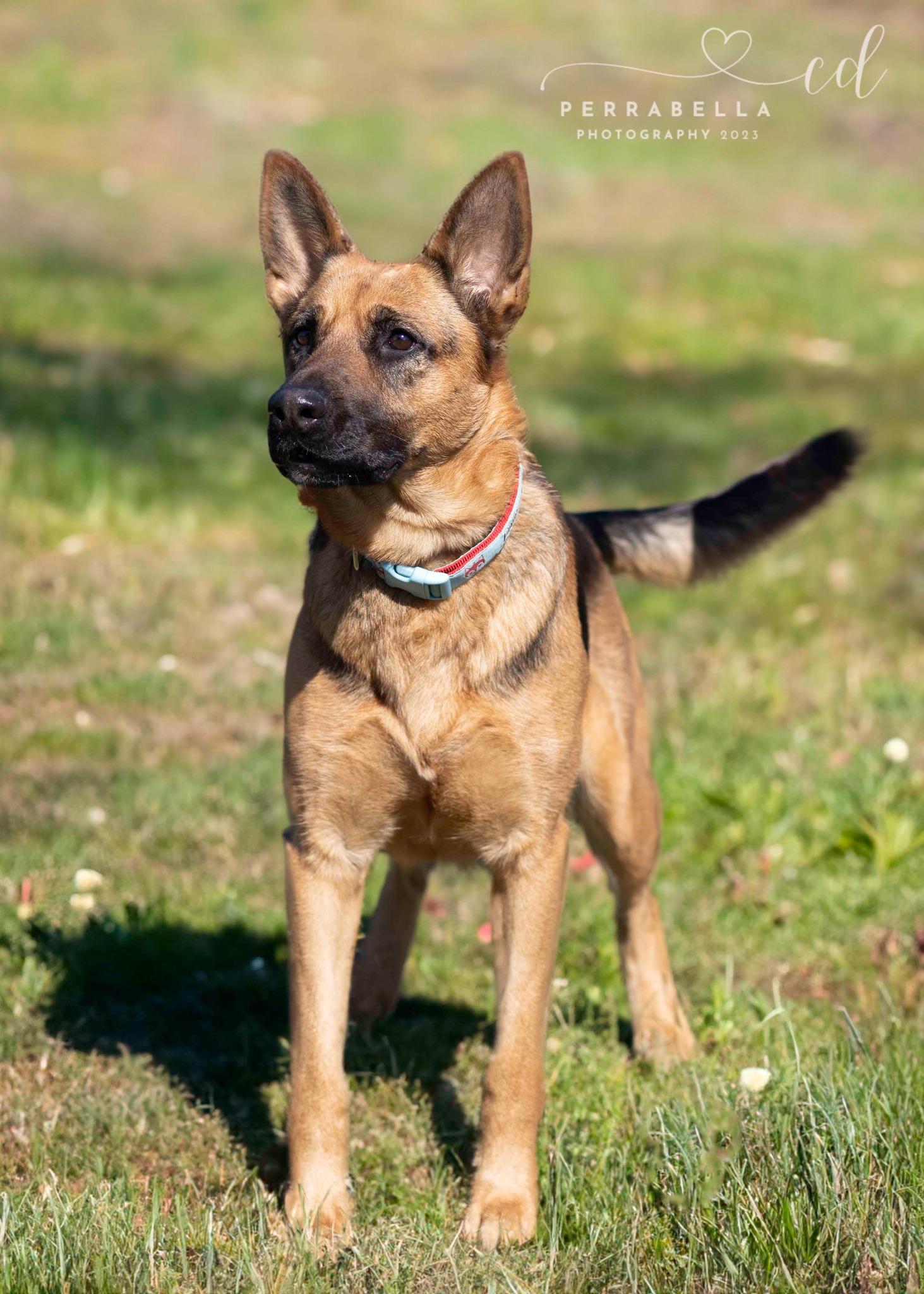 Enlarge Swizzle, a Adoptable German Shepherd Dog in West Richland, WA image 1/6