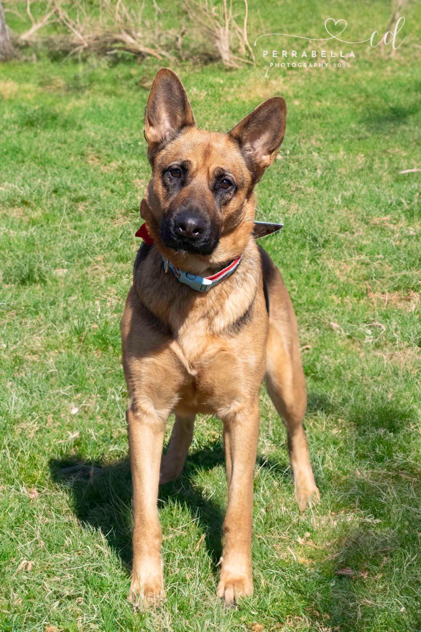 Enlarge Swizzle, a Adoptable German Shepherd Dog in West Richland, WA image 5/6