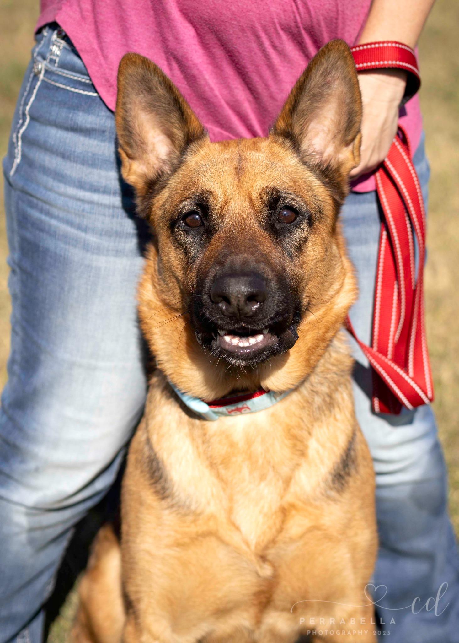 Enlarge Swizzle, a Adoptable German Shepherd Dog in West Richland, WA image 6/6