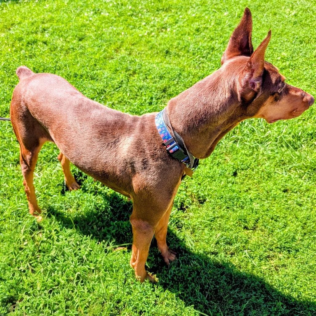 7945 Molly June, Adoptable, Adult Female Doberman Pinscher.