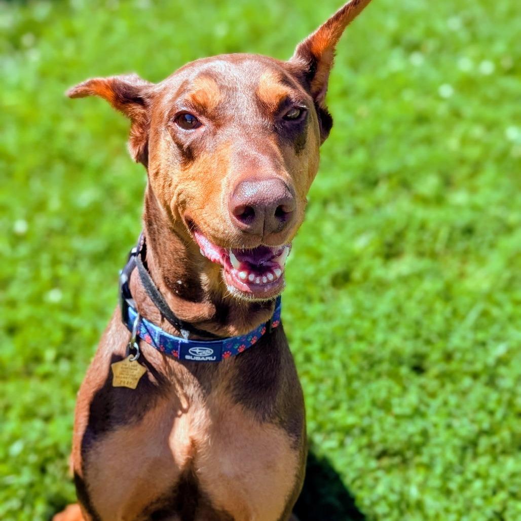 Enlarge 7945 Molly June, a Adoptable Doberman Pinscher in Sandown, NH image 2/2
