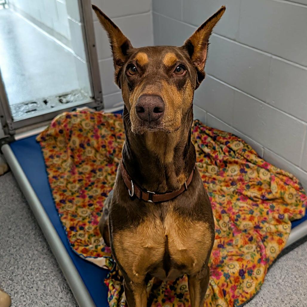 Enlarge 7945 Molly June, a Adoptable Doberman Pinscher in Sandown, NH image 1/1