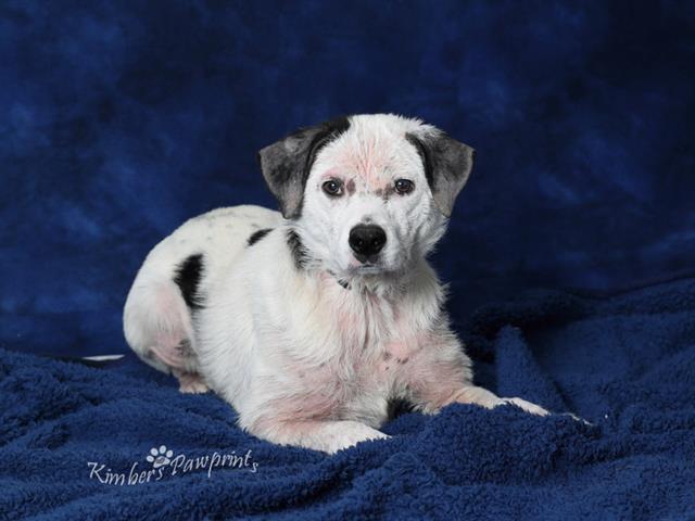 SCARLETT, Adoptable, Young Female Labrador Retriever & Mixed Breed.