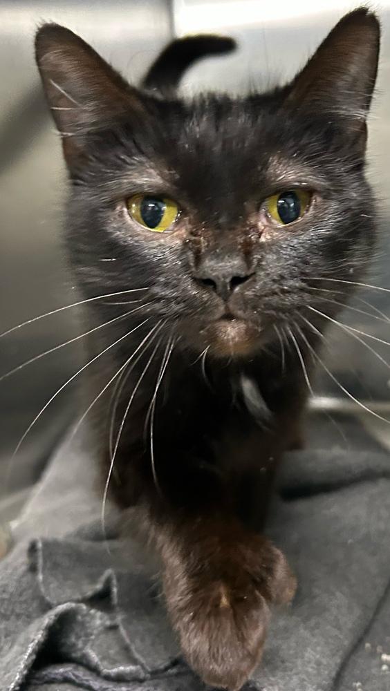 Hecate, Adoptable, Adult Female Domestic Short Hair.