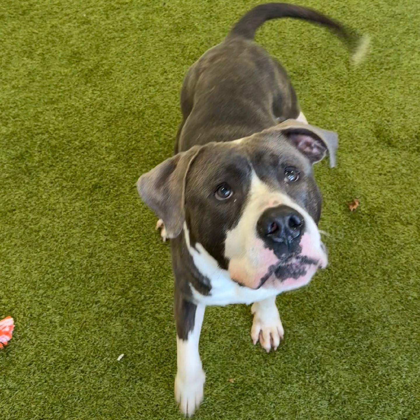 Thorin, ADOPTABLE, Adult Male Pit Bull Terrier & American Bulldog.