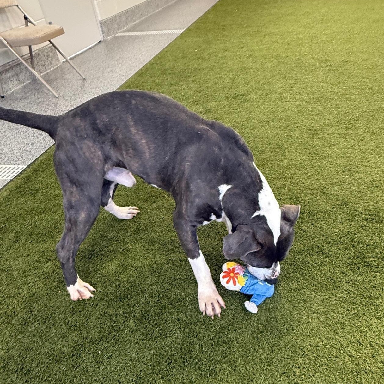 Enlarge Thorin, a ADOPTABLE mixed breed in Cedar Rapids, IA image 3/3