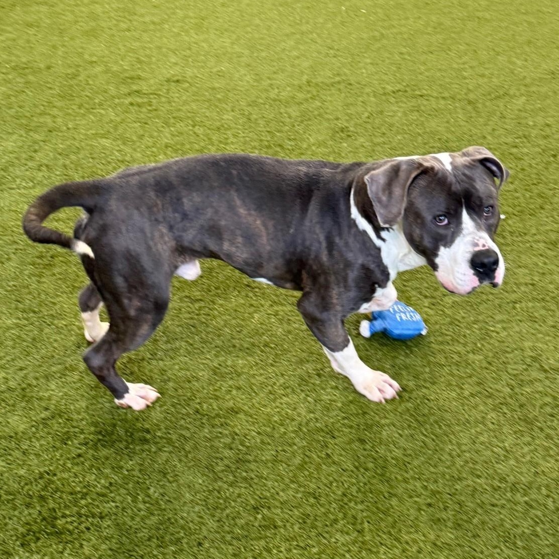 Enlarge Thorin, a ADOPTABLE mixed breed in Cedar Rapids, IA image 2/3