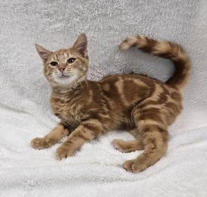 Enlarge Claude, a ADOPTABLE Domestic Short Hair in Bucyrus, OH image 1/3