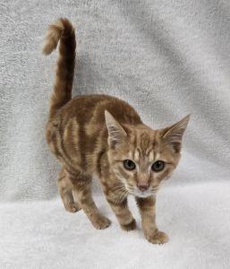 Enlarge Claude, a ADOPTABLE Domestic Short Hair in Bucyrus, OH image 2/3