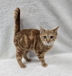Enlarge Claude, a ADOPTABLE Domestic Short Hair in Bucyrus, OH image 3/3