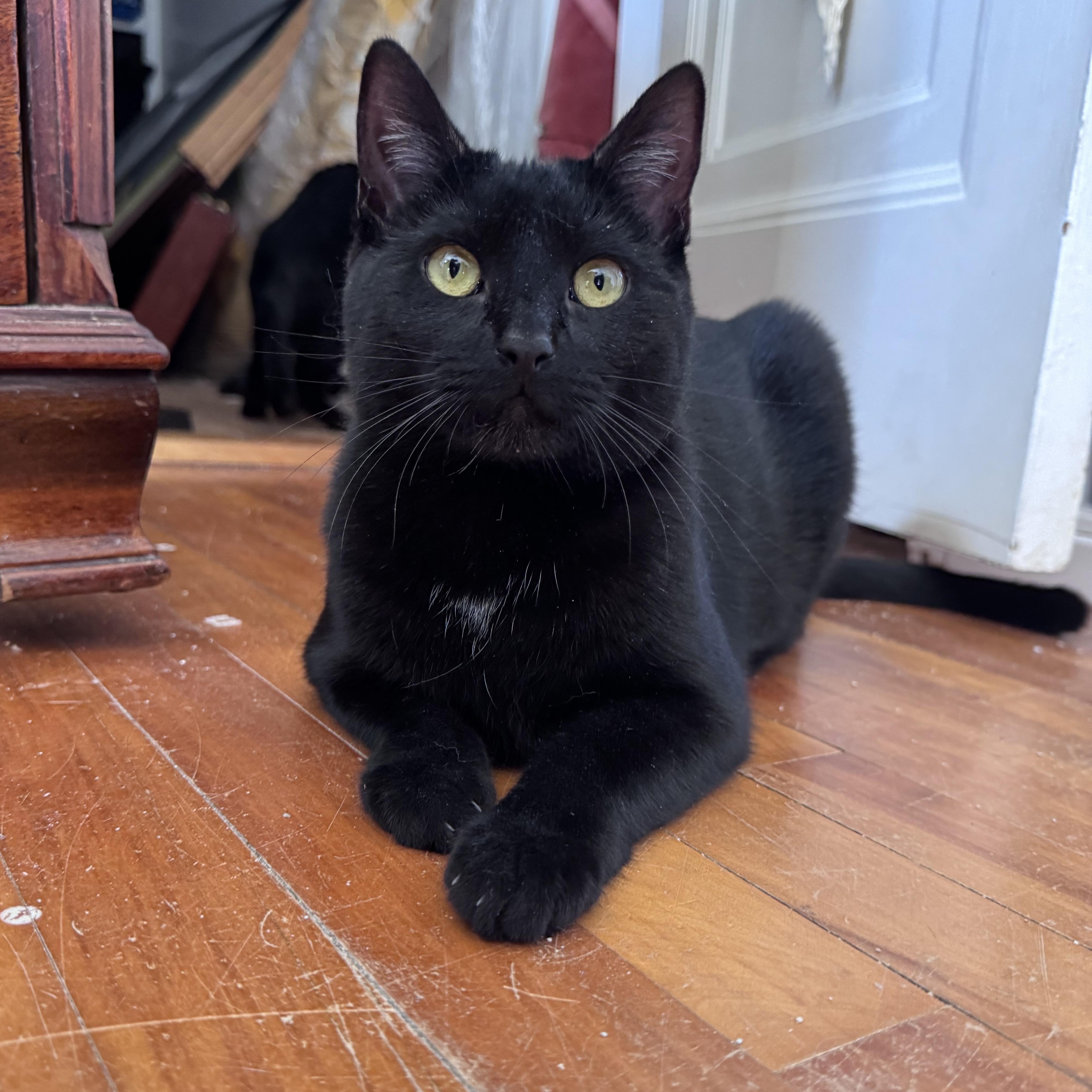 Enlarge Fern & Juniper, a Adoptable Domestic Short Hair in Uxbridge, MA image 2/5