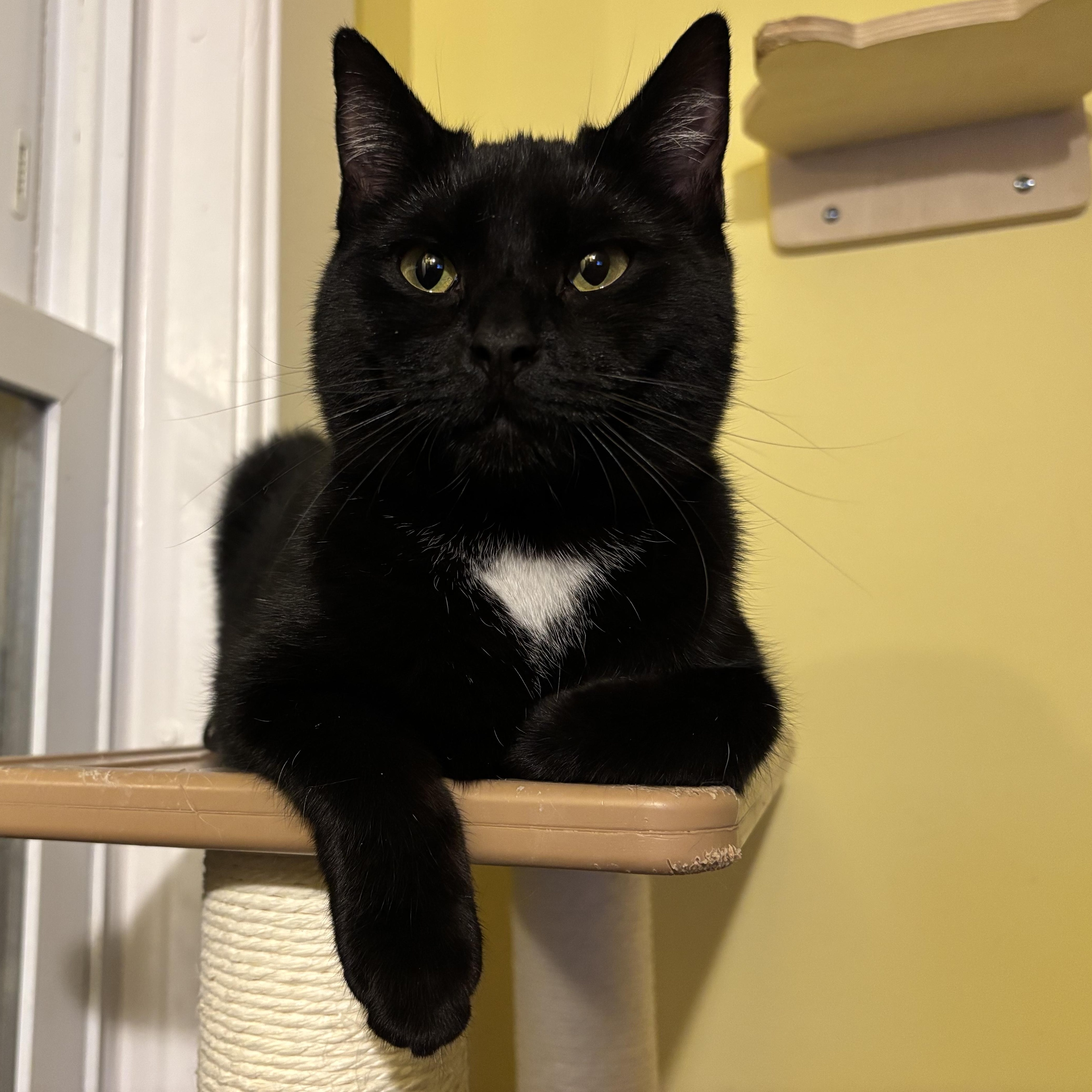 Enlarge Fern & Juniper, a Adoptable Domestic Short Hair in Uxbridge, MA image 4/5