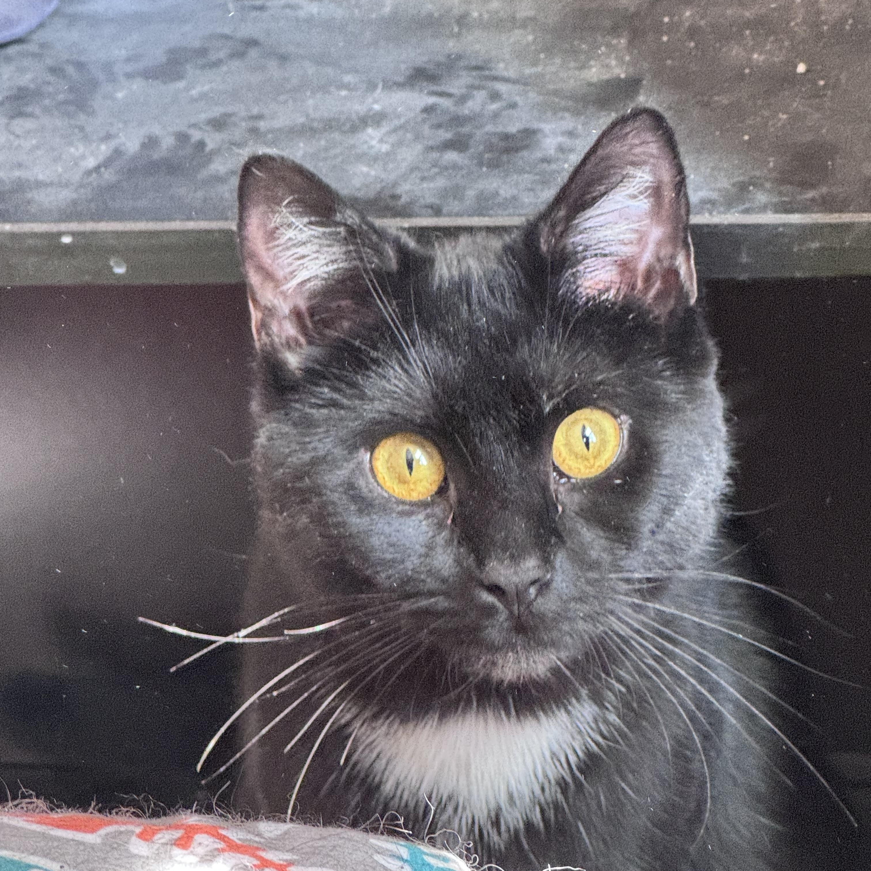 Enlarge Fern & Juniper, a Adoptable Domestic Short Hair in Uxbridge, MA image 3/5