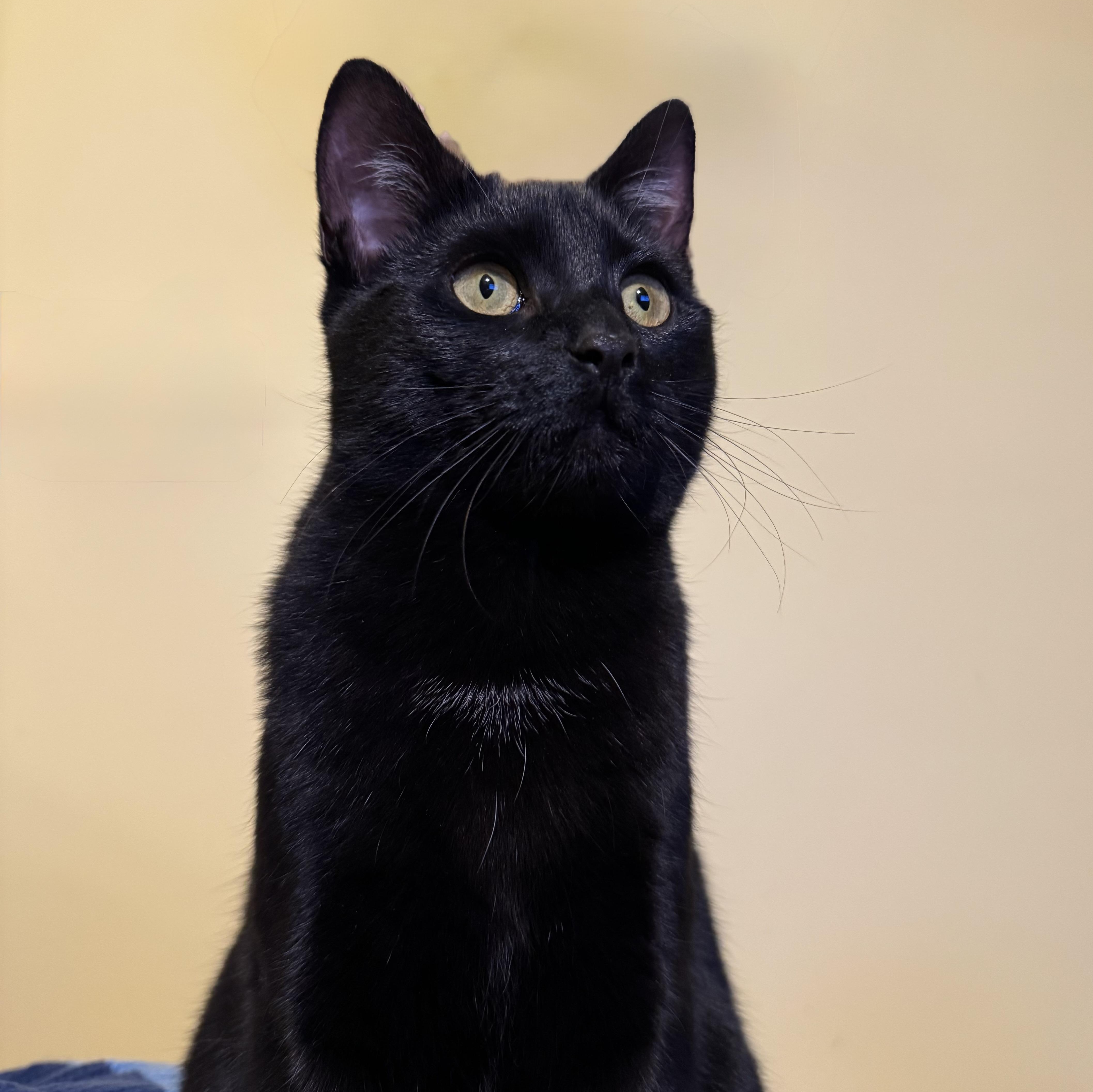 Fern & Juniper, Adoptable, Young Female Domestic Short Hair.