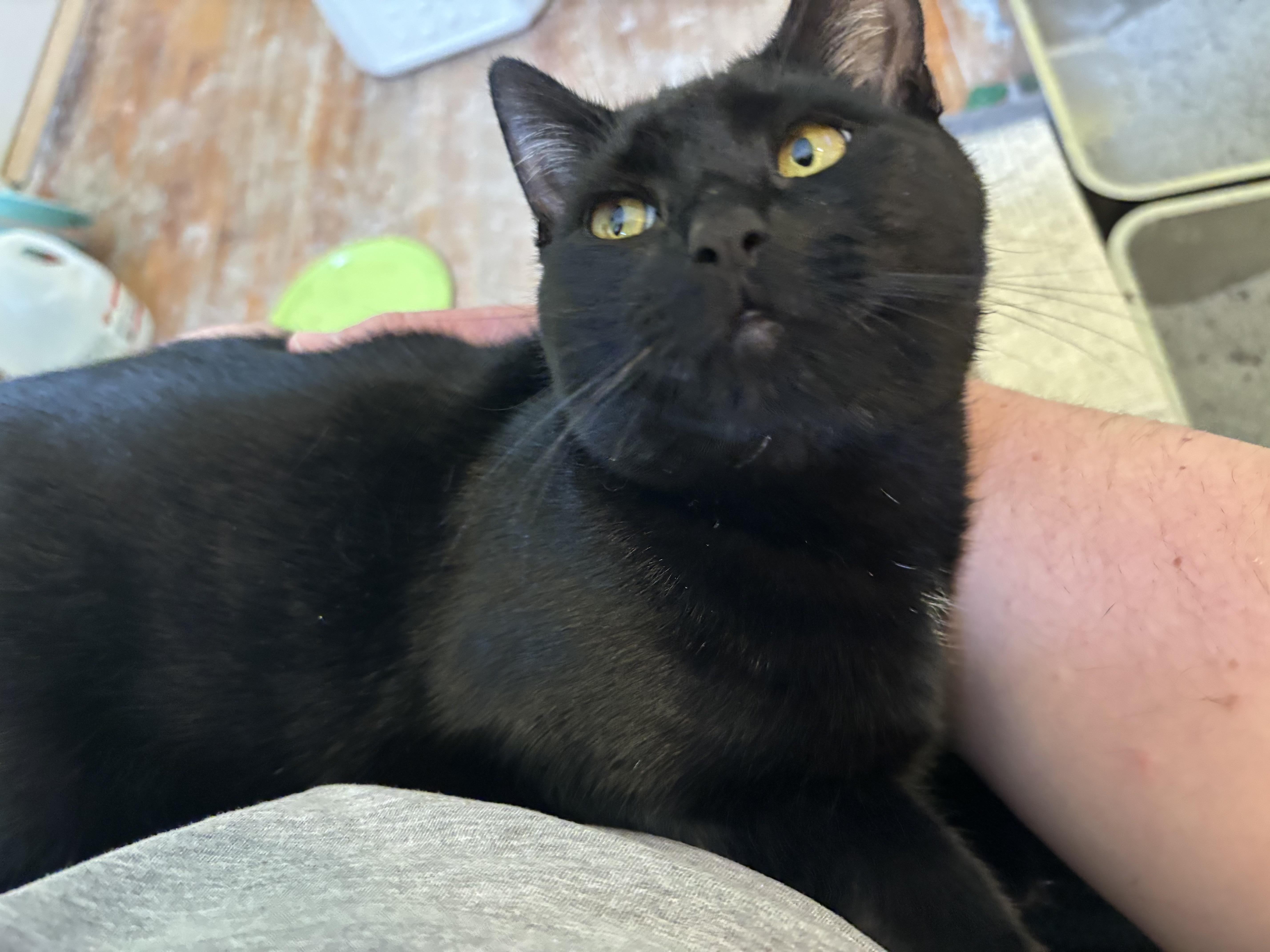 Enlarge Fern & Juniper, a Adoptable Domestic Short Hair in Uxbridge, MA image 5/5