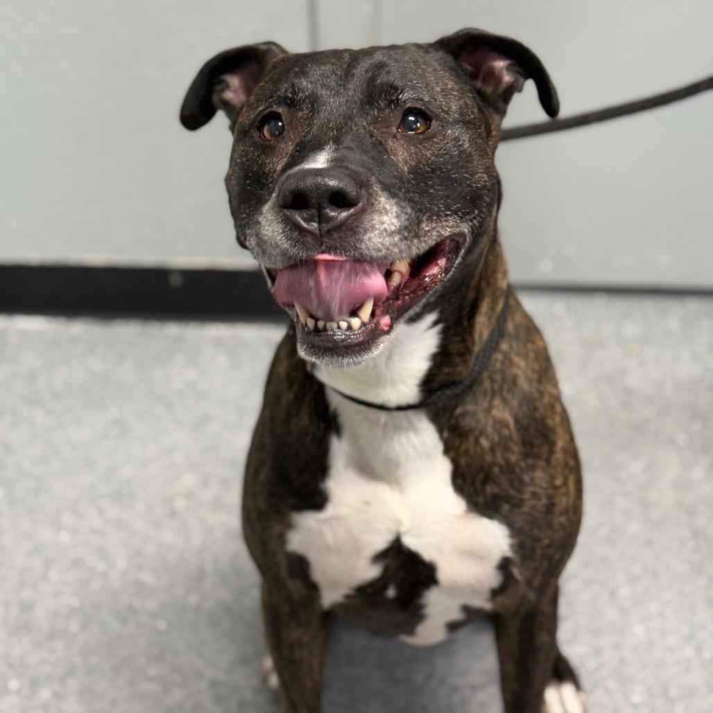 Charlie, Adoptable, Adult Male Boxer & Mixed Breed.