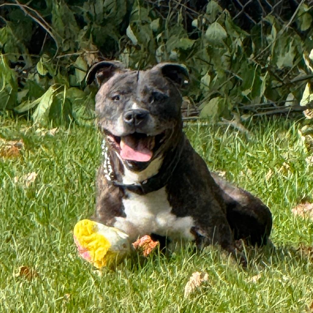 Enlarge Charlie, a Adoptable mixed breed in Standish, MI image 1/3