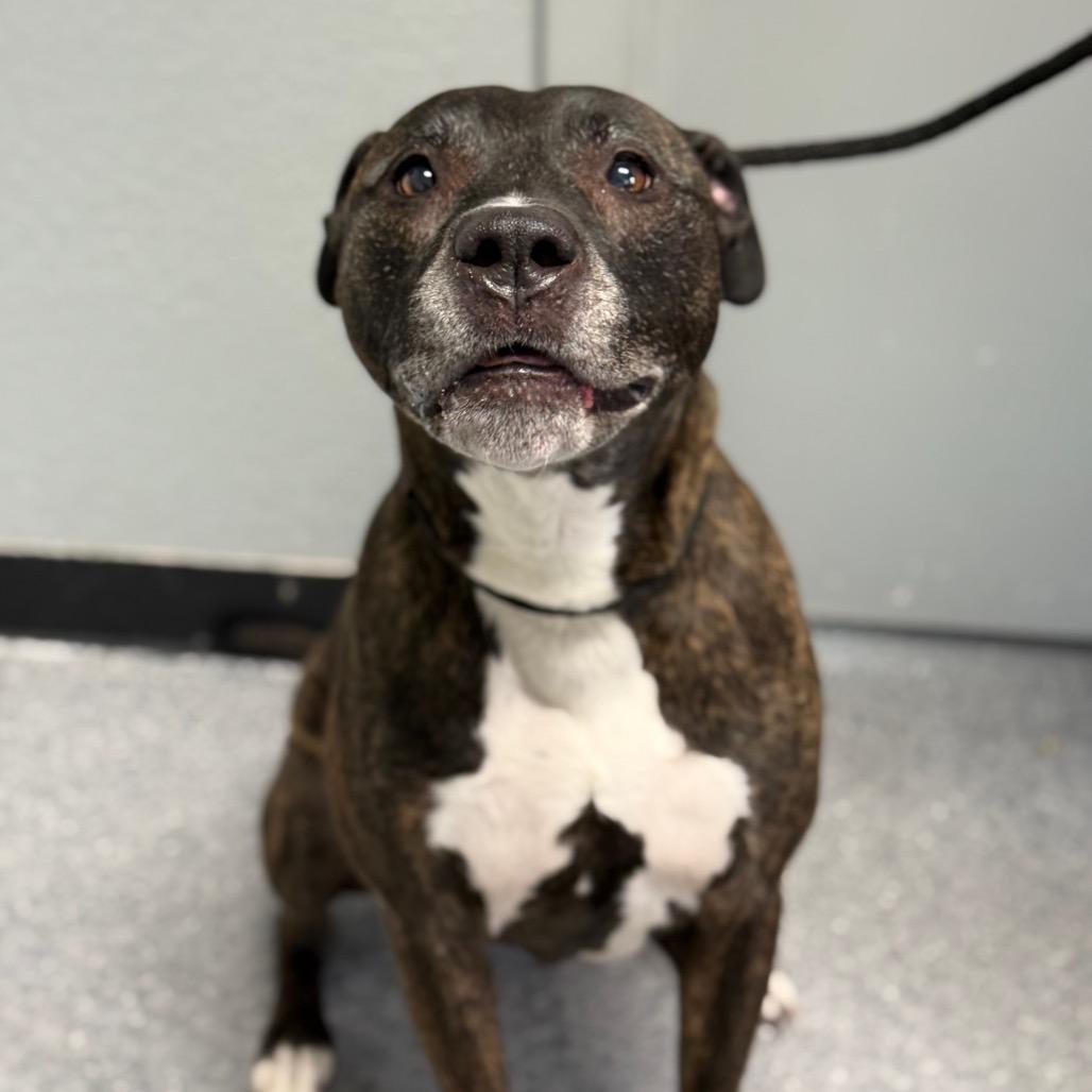 Enlarge Charlie, a Adoptable mixed breed in Standish, MI image 2/3