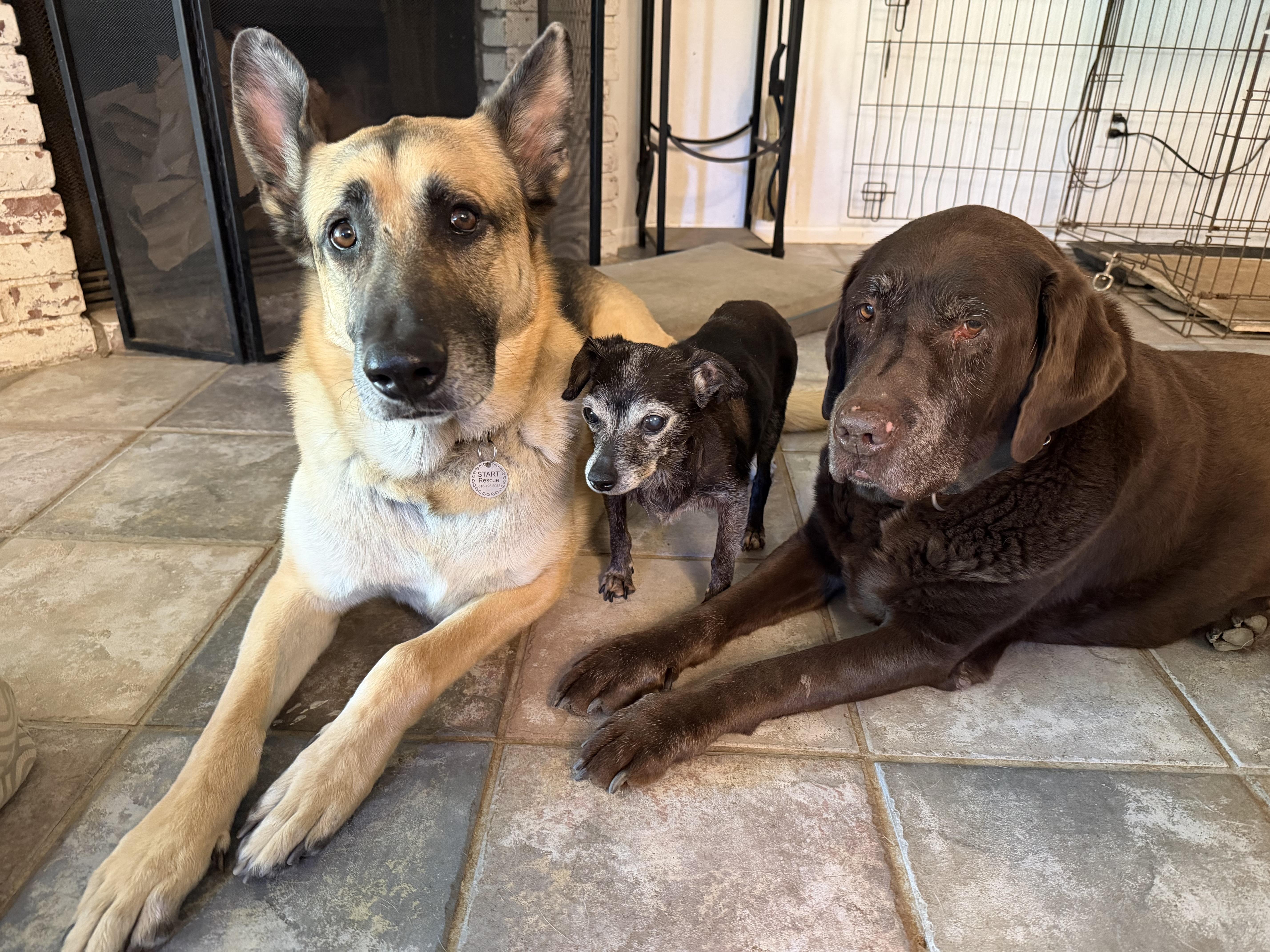 Enlarge ROCKY the family dog, a Adoptable German Shepherd Dog in Sherman Oaks, CA image 5/6
