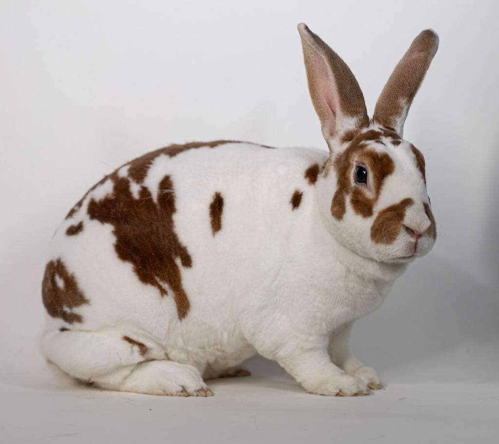 Emma Louise, Adoptable, Adult Female Rex.