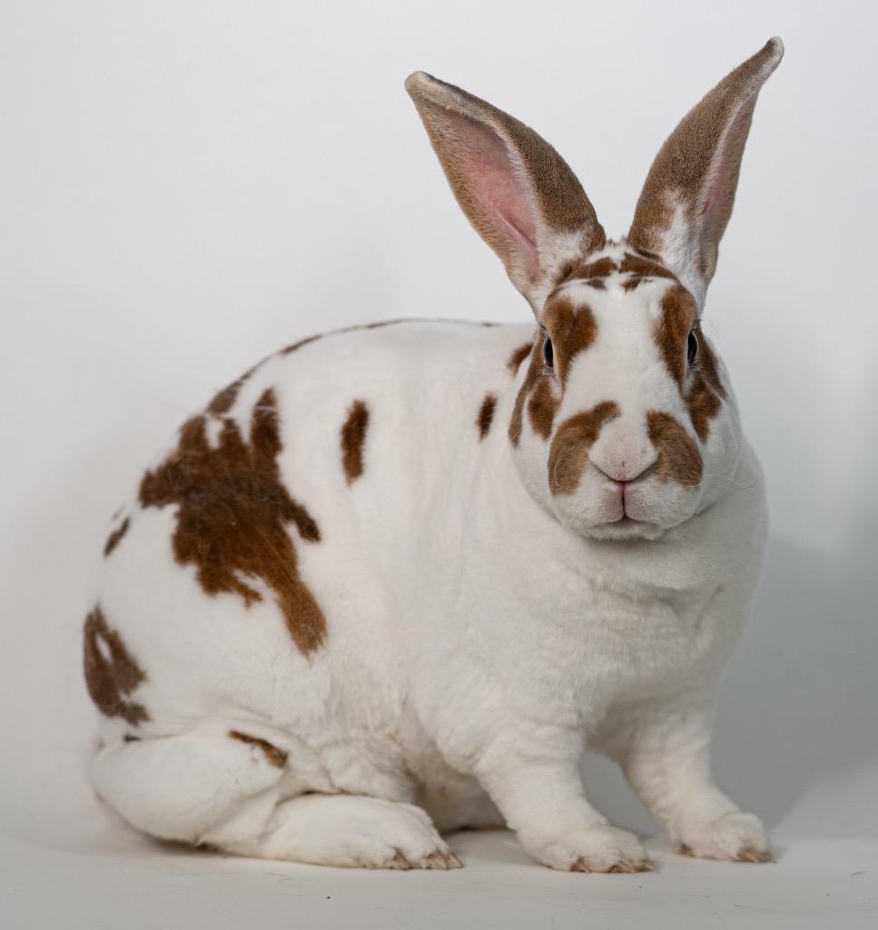 Enlarge Emma Louise, a Adoptable Rex in San Francisco, CA image 2/6