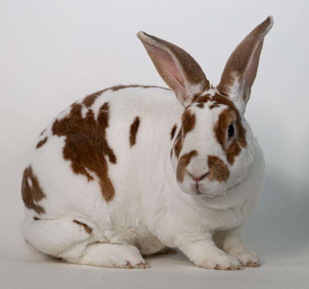 Enlarge Emma Louise, a Adoptable Rex in San Francisco, CA image 3/6