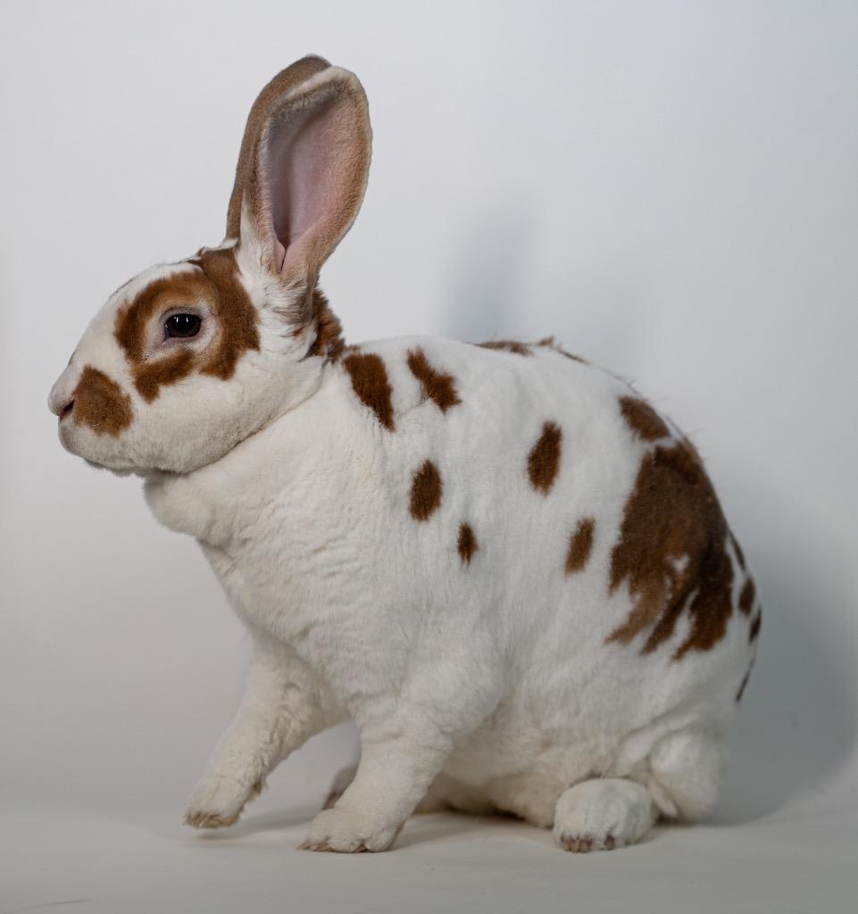 Enlarge Emma Louise, a Adoptable Rex in San Francisco, CA image 4/6