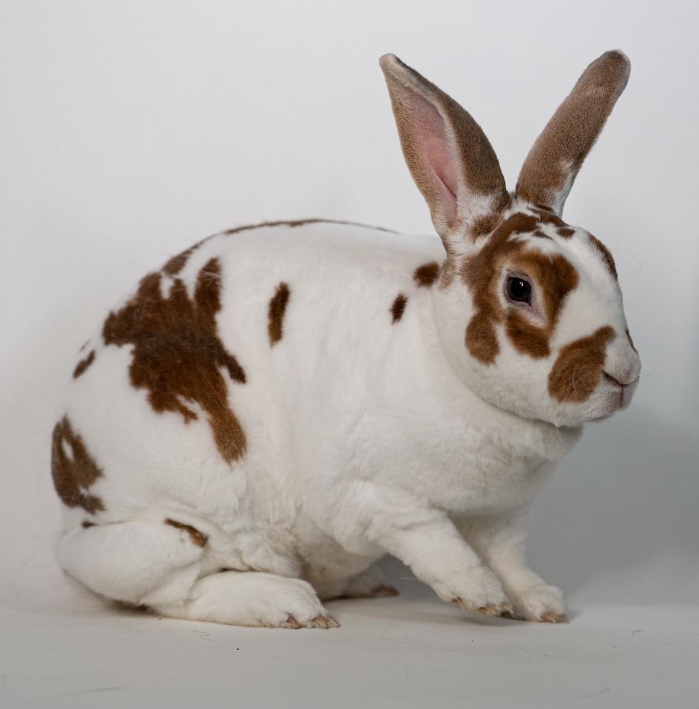 Enlarge Emma Louise, a Adoptable Rex in San Francisco, CA image 5/6