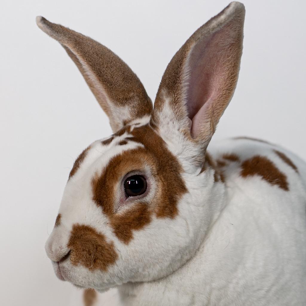 Enlarge Emma Louise, a Adoptable Rex in San Francisco, CA image 6/6