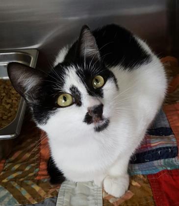 Stella, ADOPTABLE, Senior Female Domestic Short Hair.