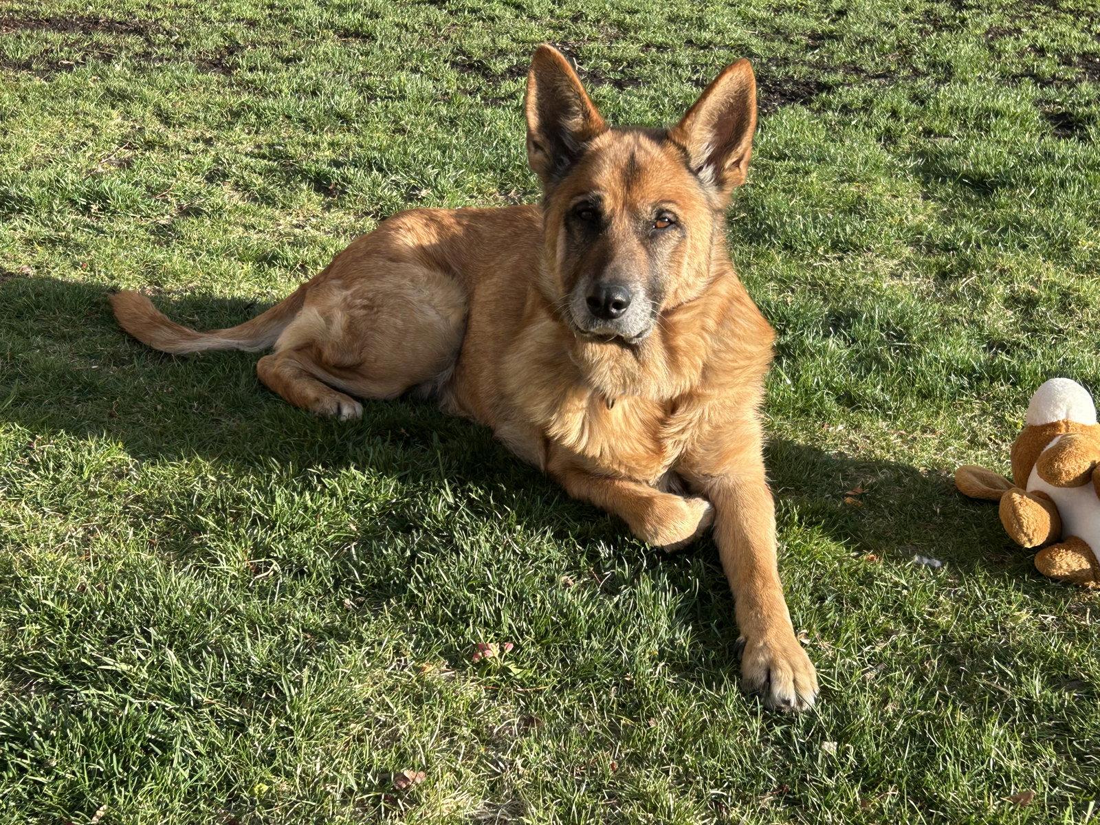 Enlarge Lottie, a Adoptable German Shepherd Dog in Polson, MT image 1/3