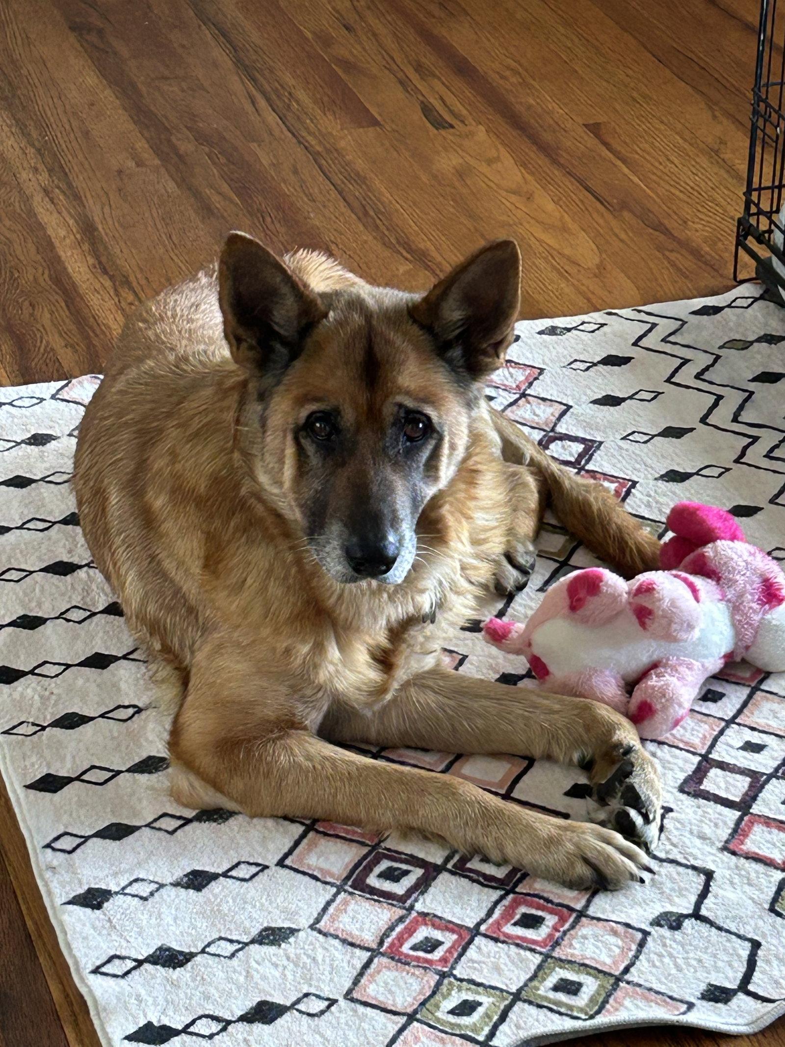 Enlarge Lottie, a Adoptable German Shepherd Dog in Polson, MT image 2/3