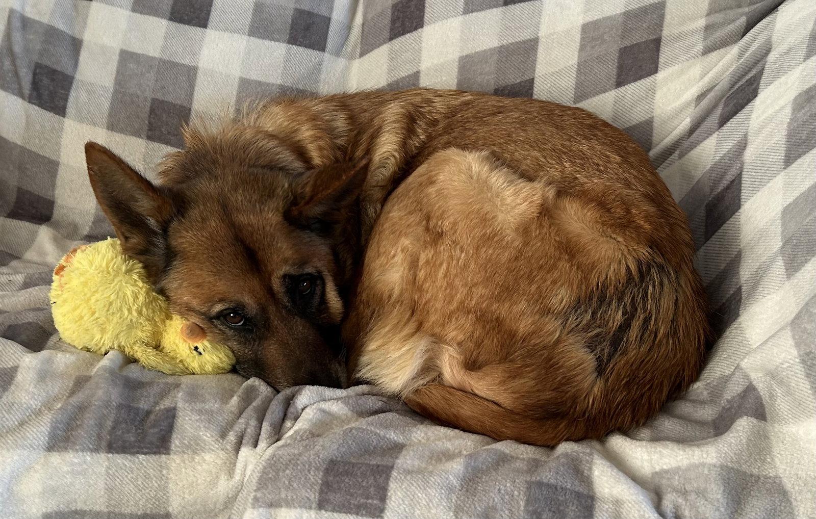 Enlarge Lottie, a Adoptable German Shepherd Dog in Polson, MT image 3/3