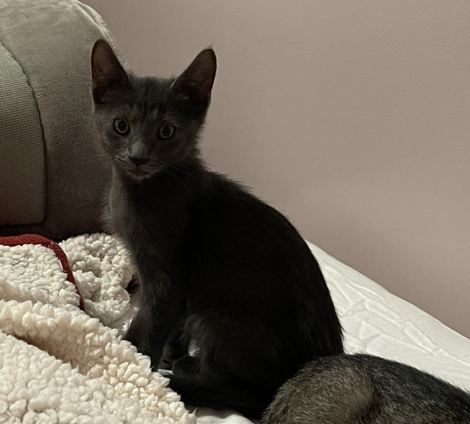 Hash Brown, Adoptable, Kitten Male Domestic Short Hair.