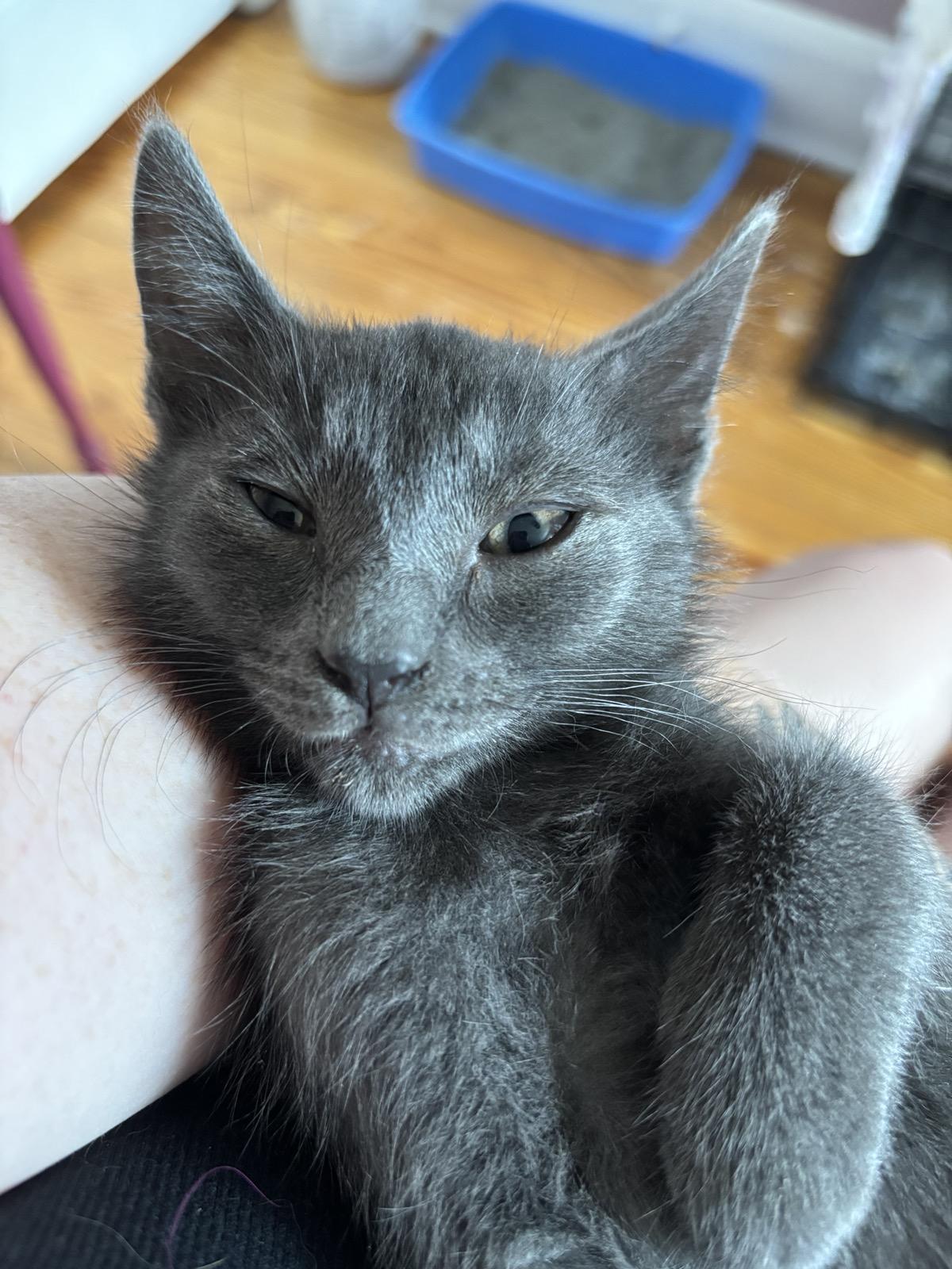 Hash Brown, a Adoptable Domestic Short Hair in Baltimore, MD image 2/2