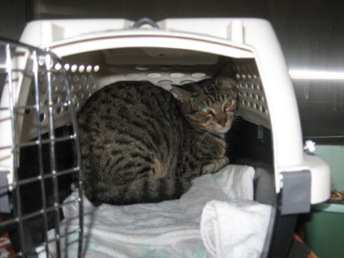Enlarge Feral Cats, a Adoptable mixed breed in Delta, BC image 1/1
