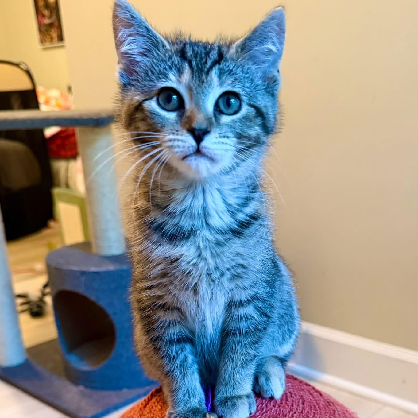 Koala, ADOPTABLE, Kitten Female Domestic Short Hair.