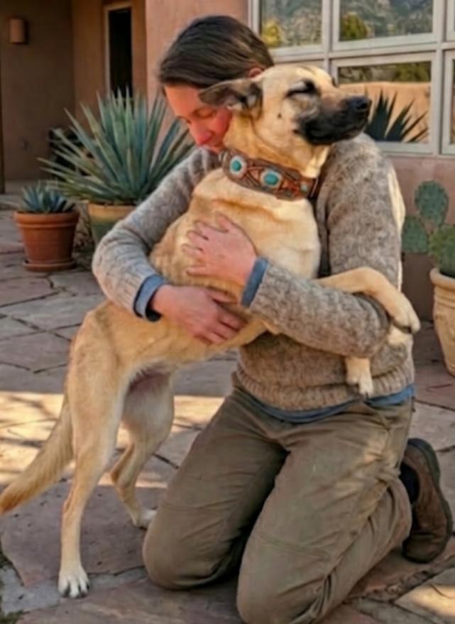 Enlarge JANIE, a ADOPTABLE mixed breed in Pena Blanca, NM image 1/2