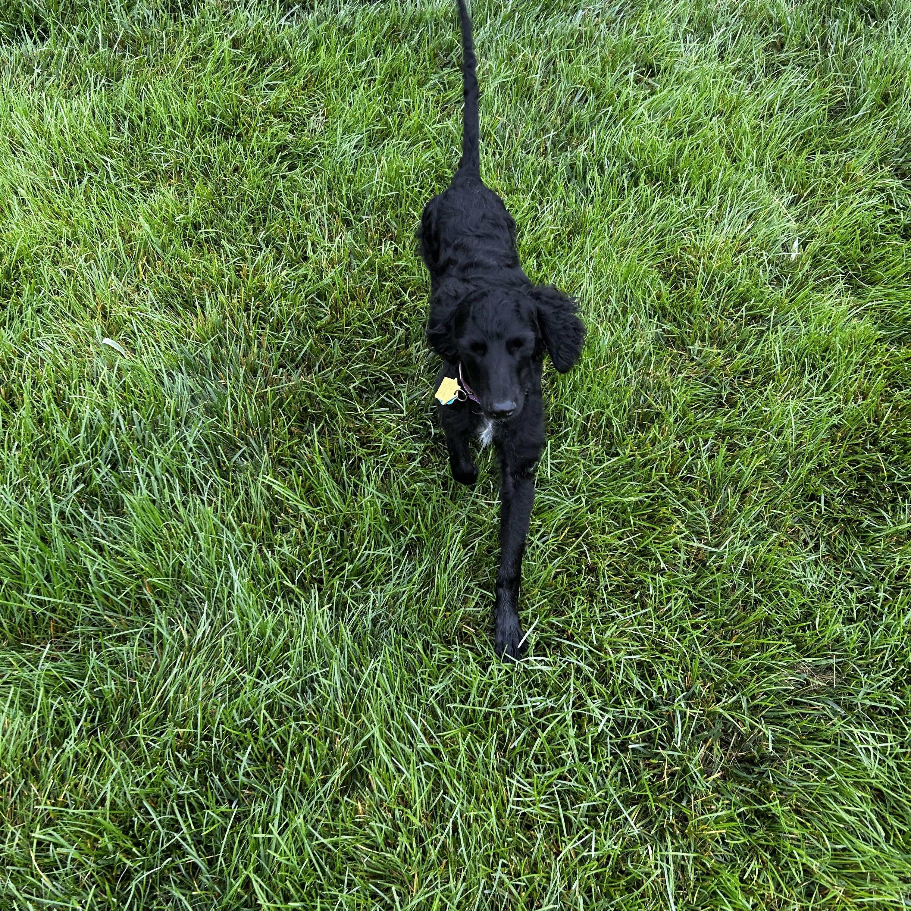 Henry, an adoptable Goldendoodle in Brownstown, IN, 47220 | Photo Image 2
