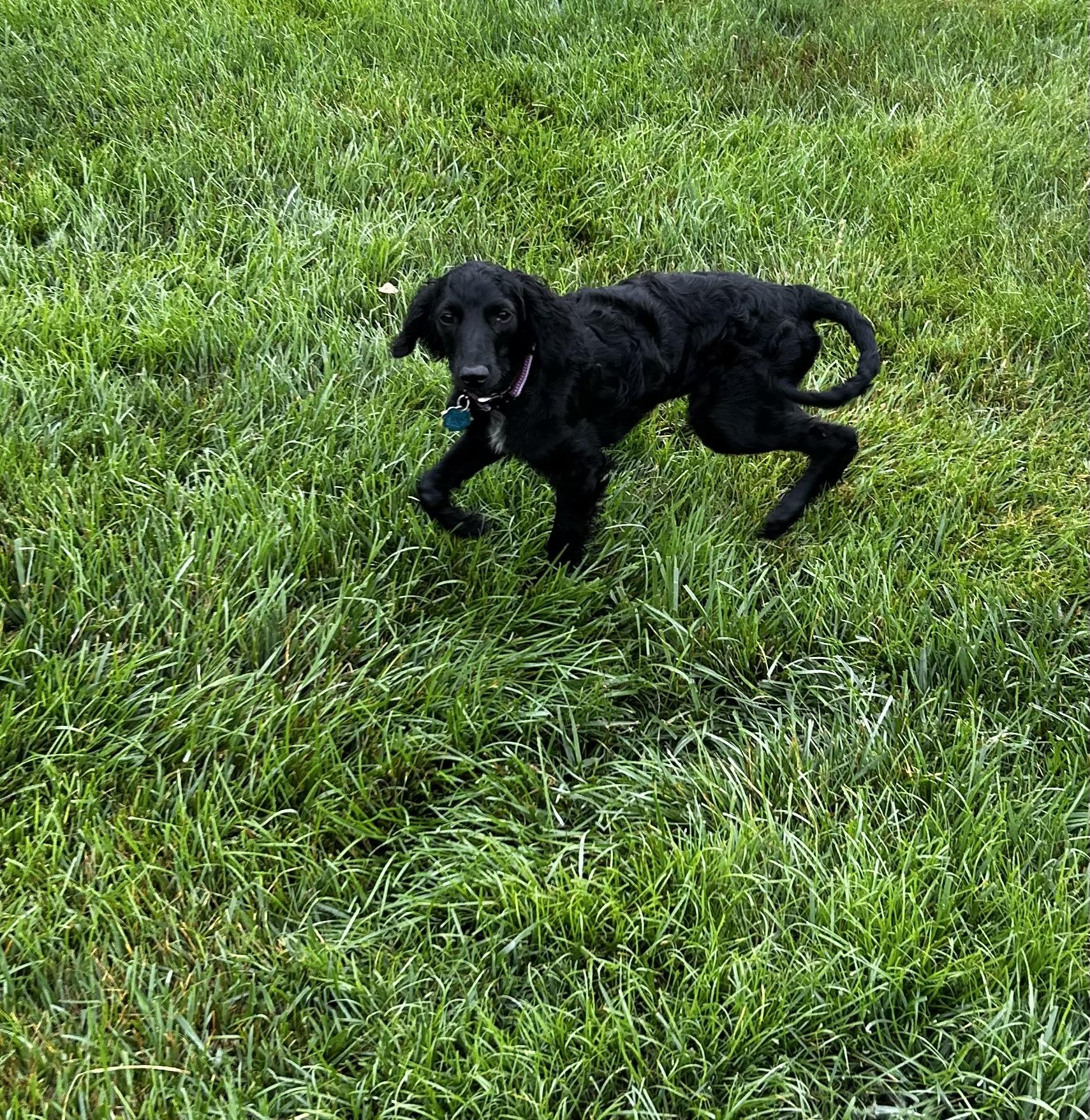 Henry, an adoptable Goldendoodle in Brownstown, IN, 47220 | Photo Image 3