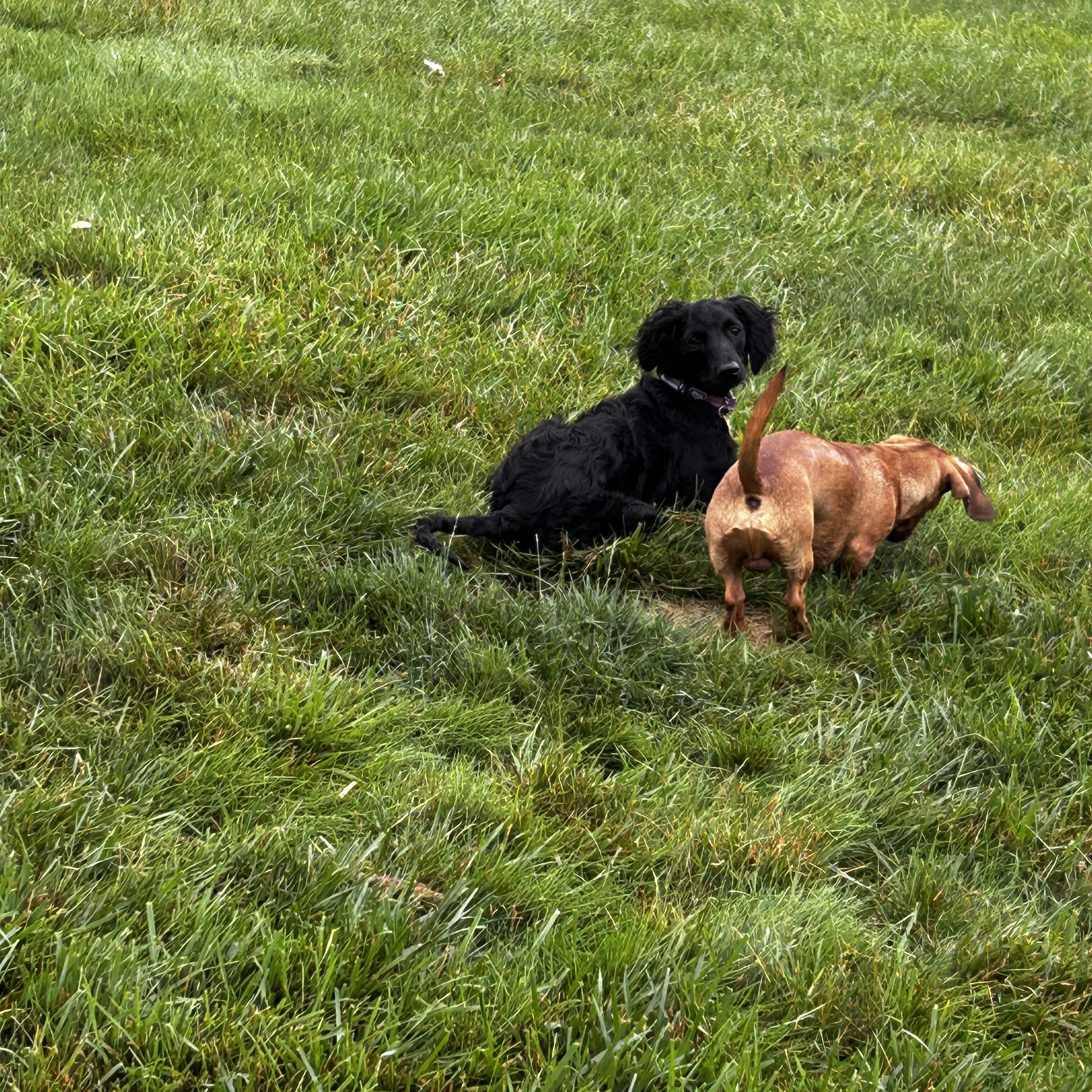 Henry, an adoptable Goldendoodle in Brownstown, IN, 47220 | Photo Image 4