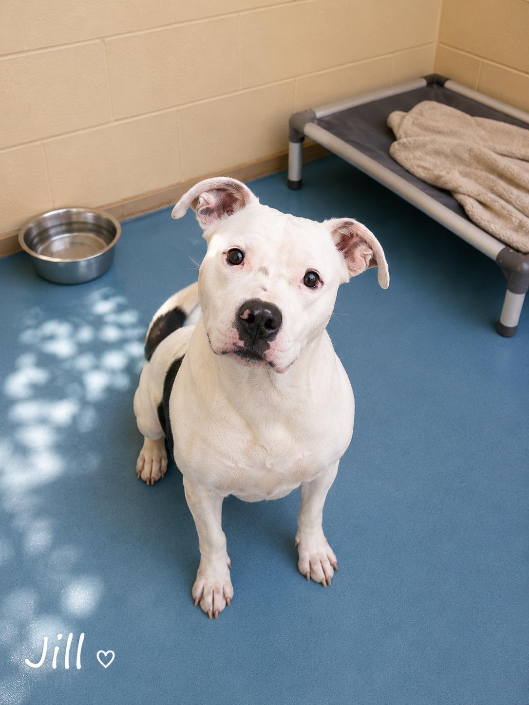 Enlarge Jill, a ADOPTABLE mixed breed in Sylacauga, AL image 1/1