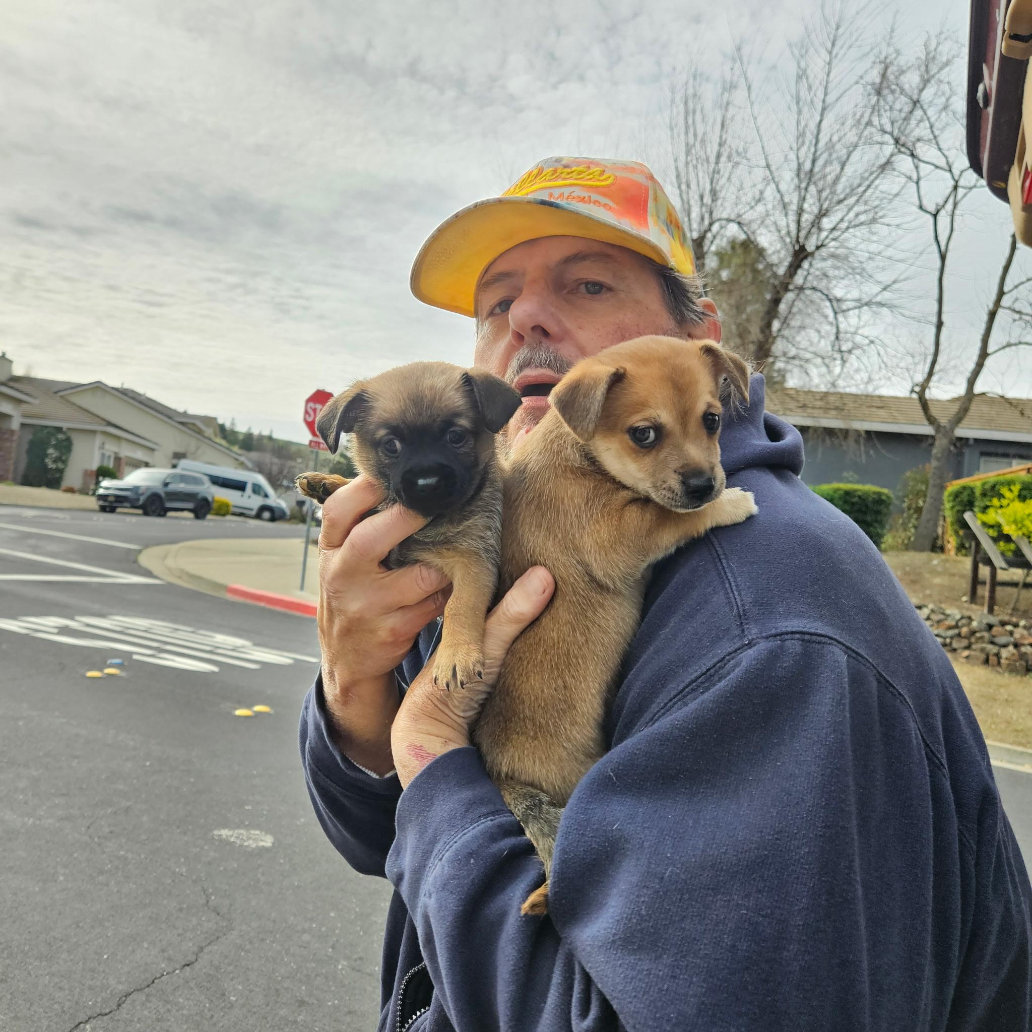 Enlarge Sandy, a ADOPTABLE mixed breed in clayton , CA image 4/6