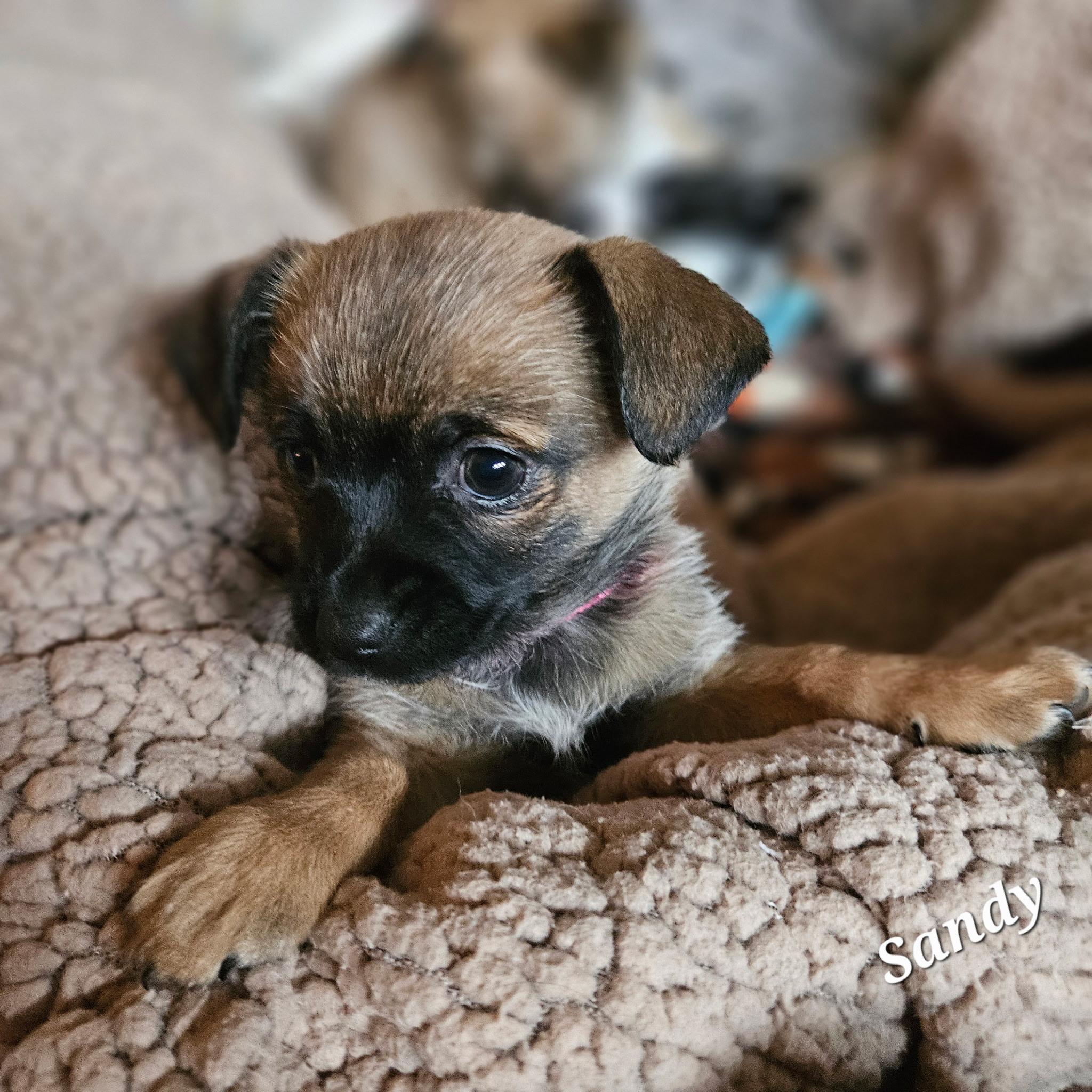 Enlarge Sandy, a ADOPTABLE mixed breed in clayton , CA image 2/6