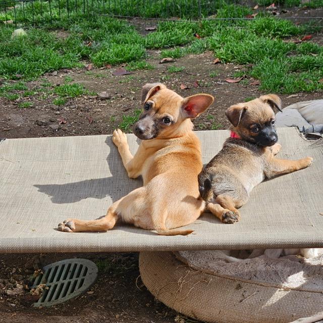 Enlarge Sandy, a ADOPTABLE mixed breed in clayton , CA image 6/6