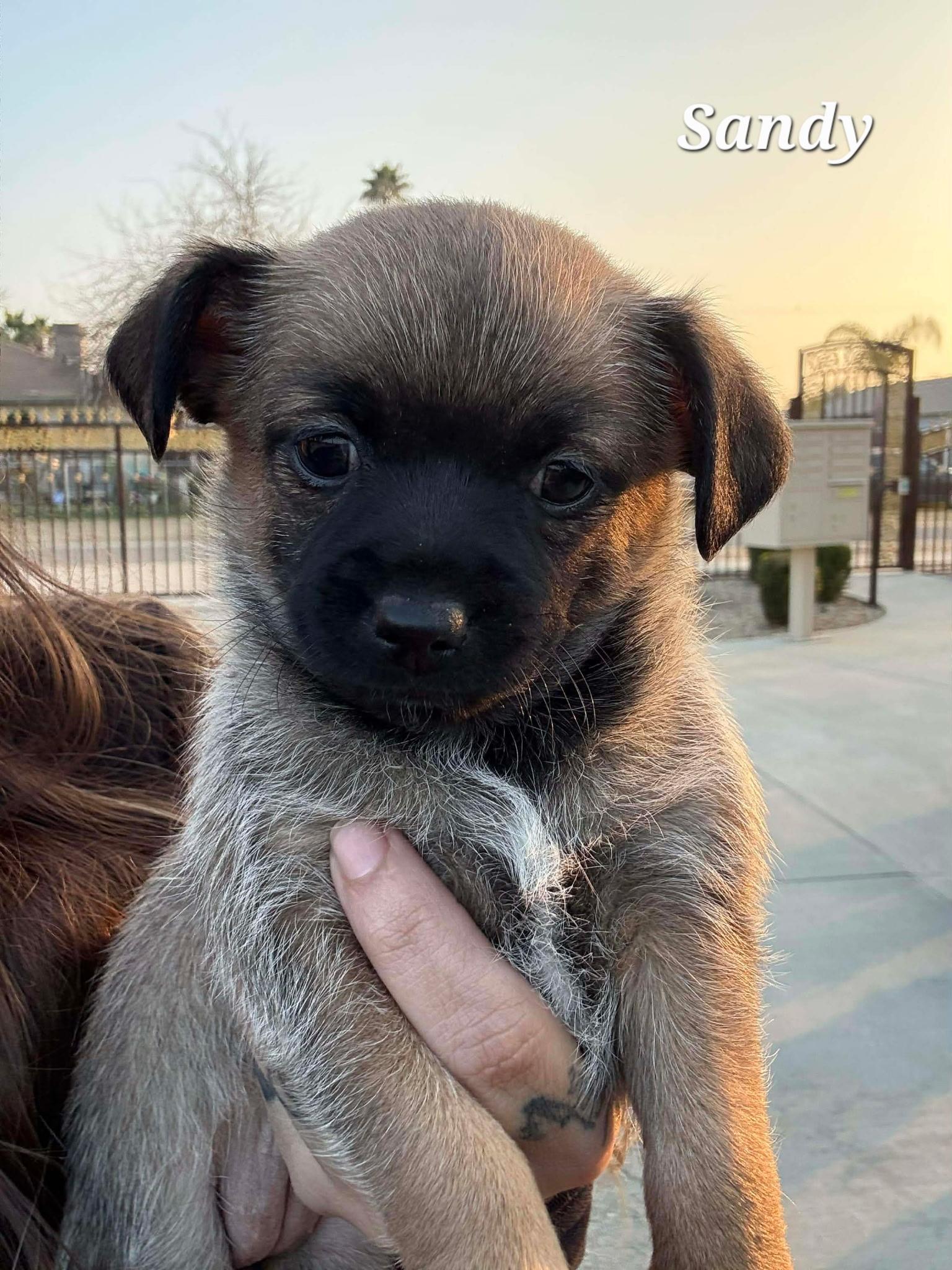 Enlarge Sandy, a ADOPTABLE mixed breed in clayton , CA image 3/6