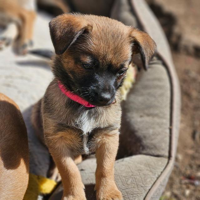 Enlarge Sandy, a ADOPTABLE mixed breed in clayton , CA image 1/6