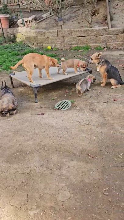 Enlarge Sandy, a ADOPTABLE mixed breed in clayton , CA video 5/6